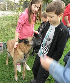 Vga, Berger belge malinois