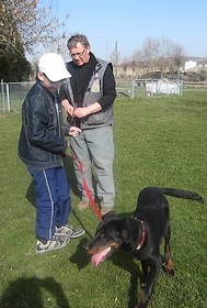 Ioshi, Beauceron