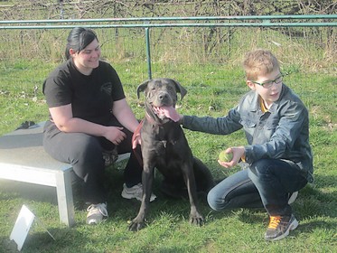 Gally, Cane Corso